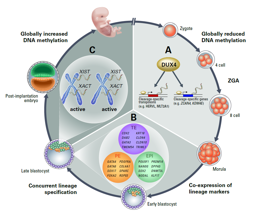 Review paper on gene regulation in human embryos and stem cells ...