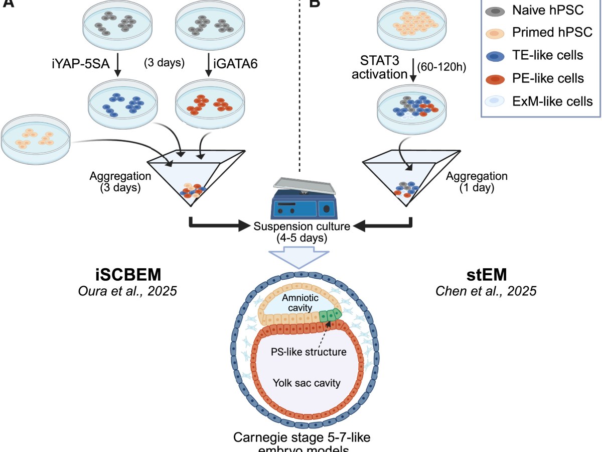 Preview in Cell Stem&nbsp;Cell